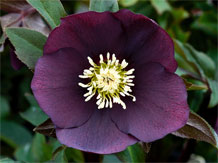 Plum Purple