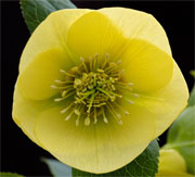 Primrose Yellow