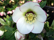 White picotee